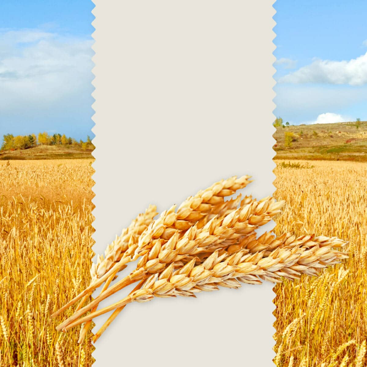 三風製麵職人乾拌麵